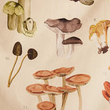Illustrated Mushroom Identification Diagram Wall Tapestry - The.MaverickLife